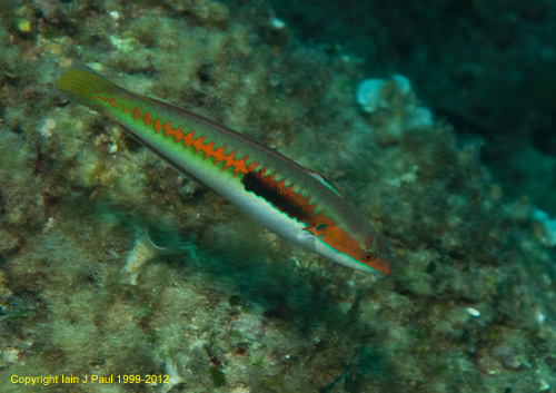 Rainbow wrasse 1