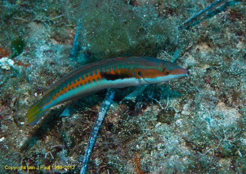 Rainbow wrasse 2