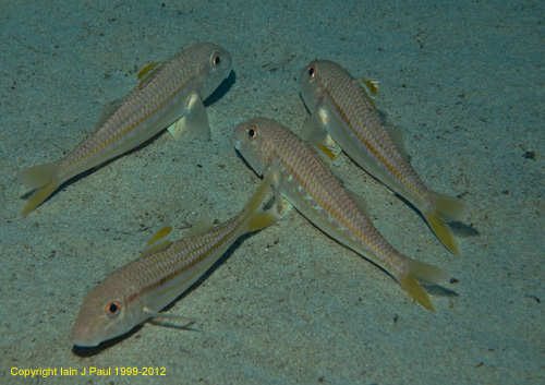 Red mullet 1