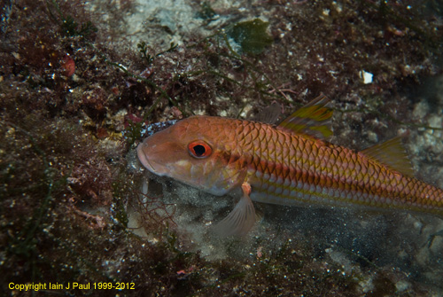 Red mullet 2