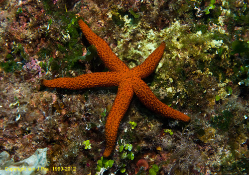 Red starfish