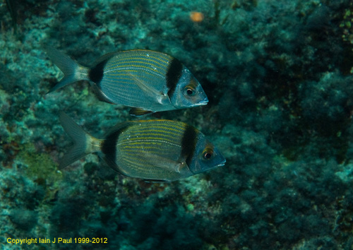 Saddled bream pair