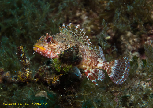 Scorpionfish 1