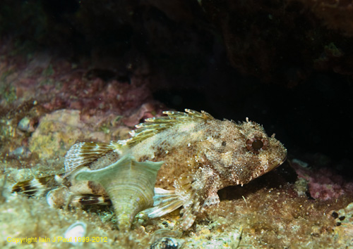 Scorpionfish 2