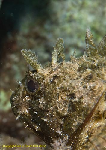 Scorpionfish head