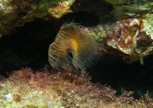 Tube worm