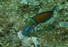 Ornate wrasse