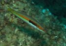 Rainbow wrasse 1