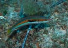 Rainbow wrasse 2