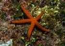 Red starfish