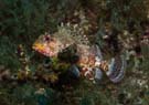 Scorpionfish 1