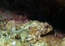 Scorpionfish 2