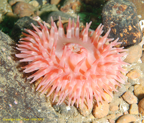 Anemone 1