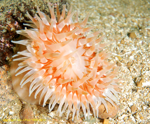 Anemone 2