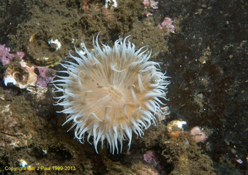 Anemone Sagartia