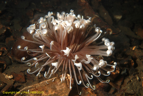 Anemone fireworks curling up