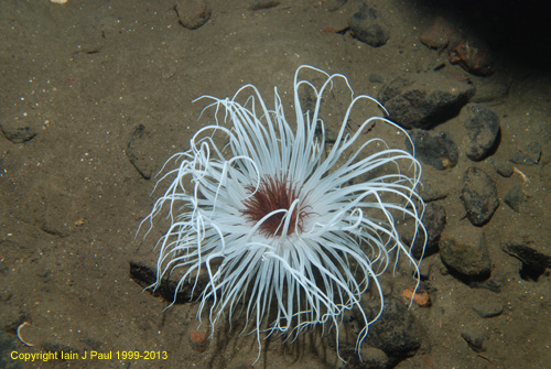 Anemone fireworks