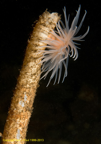 Anemone sea loch on worm tube