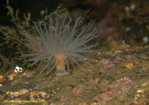 Anemone sea loch