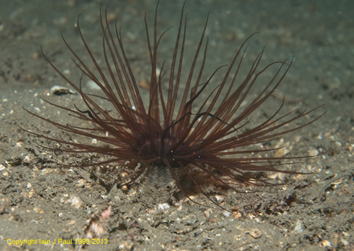 Anemone tube - brown