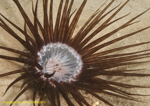 Anemone tube close up