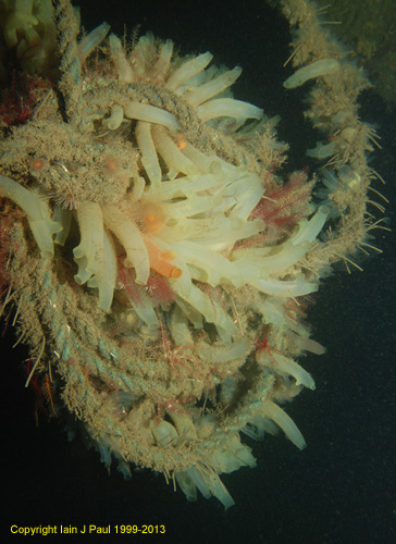 Ascidians  on rope