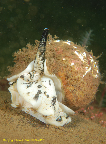 Common Whelk