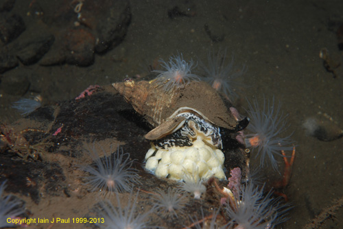 Common whelk laying eggs