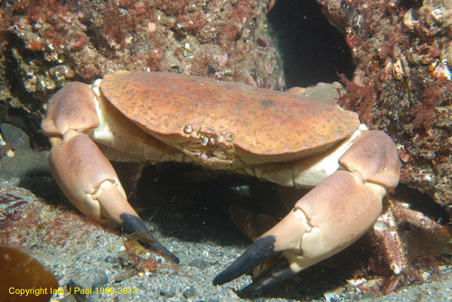 Crab - Parten