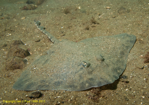 Cuckoo ray 1