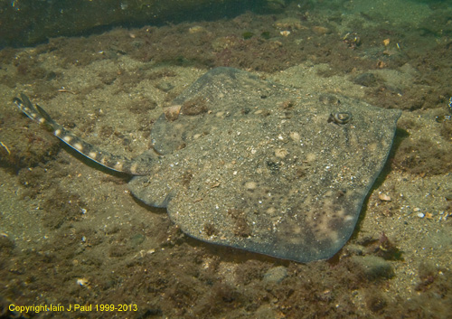 Cuckoo ray 2