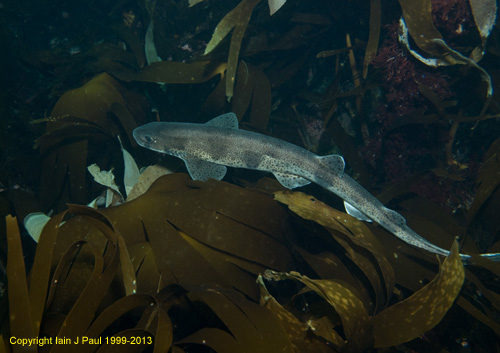 Dogfish swimming