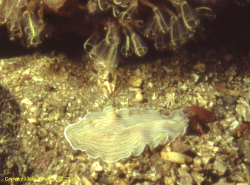 Flatworm  candy-striped