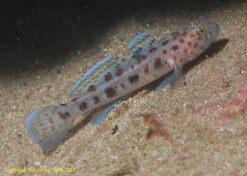 Goby - Leopard spotted