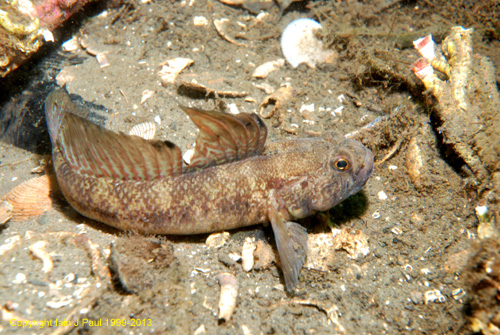 Goby - black