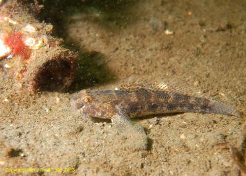 Goby and  bottle