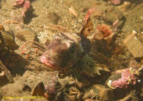 Gurnard 1