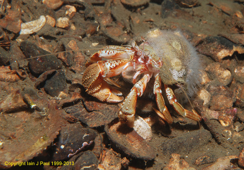 Hermit cloak  hydroids