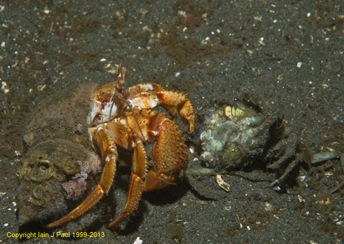 Hermit crab feeding