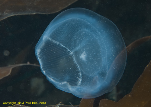 Hydroid medusa (Aequorea)