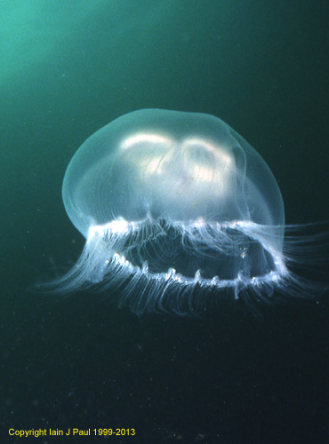 Jellyfish aurelia