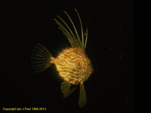 Johndory