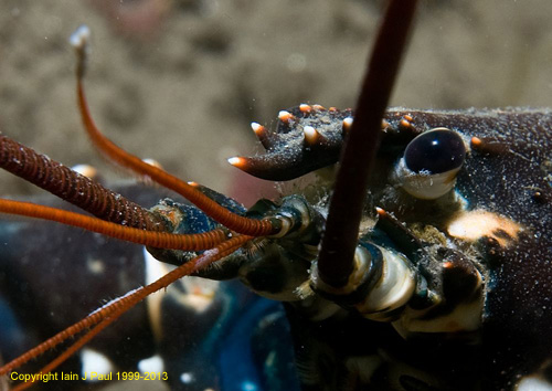 Lobster close up