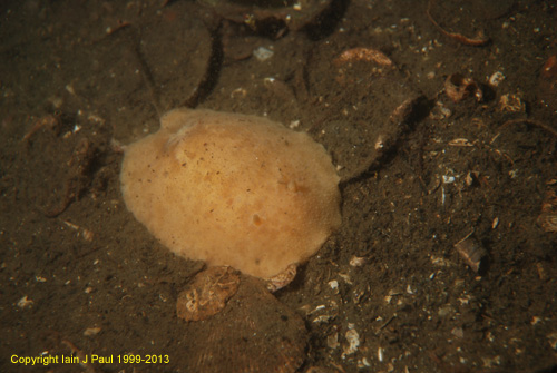 Nudibranch - sea lemon