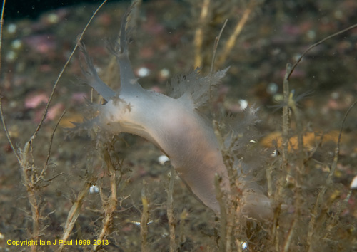 Nudibranch Dendonotrus