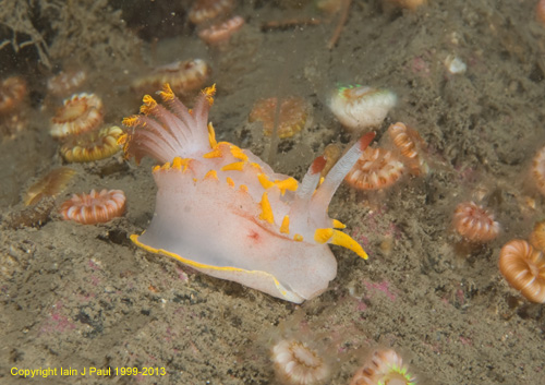 Nudibranch Elegant Seaslug Okenia elegans