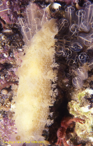 Nudibranch Tritonia young