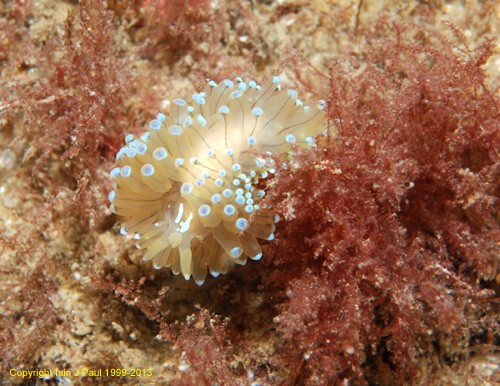 Nudibranch anolus