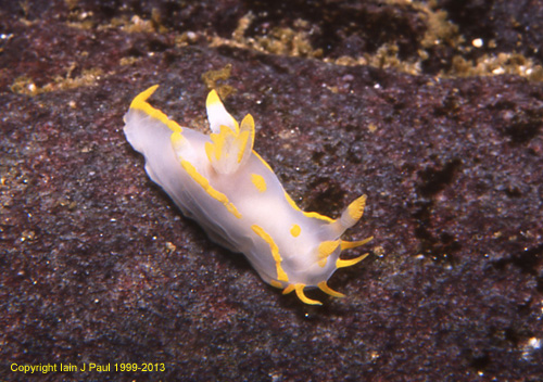 Nudibranch polycera