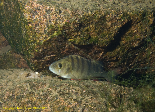 Perch on rock